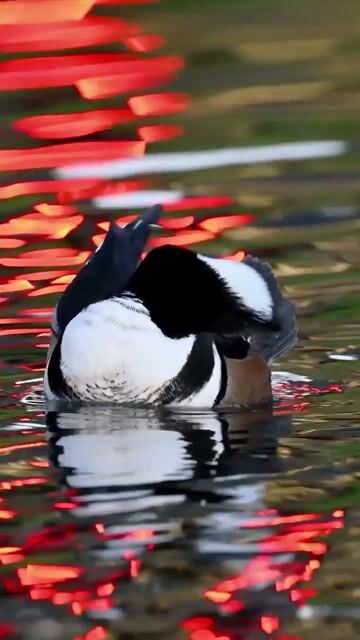 Hooded Merganser...☀️_A Hooded Merganser floats in a sea of colorful reflections in the heart of a city. The mergansers are beautiful small diving duc