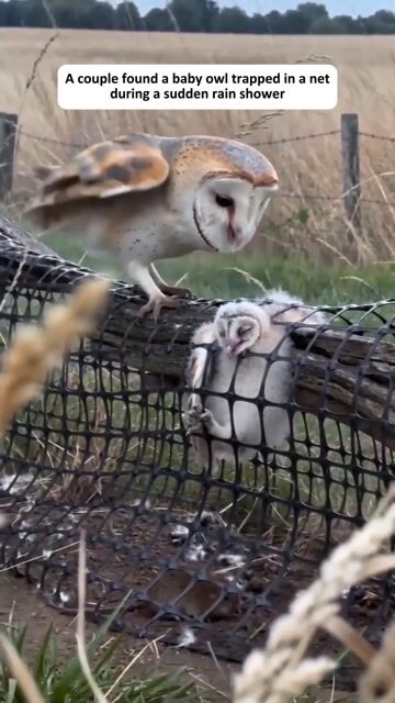 A couple found a baby owl trapped in a net during a sudden rain shower#shorts