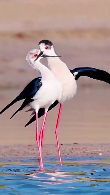 Love is as sweet as honey__Black-winged long-footed cormorant romantic love _wild bird photography _natural shooting _original video
 #pets #birds #an