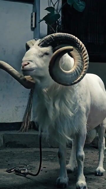 Bawaan nya tuh pengen posting wae😎🤘__dombabandung __seniketangkasandombagarut __dombagarut __sheep 
 #pets #birds #animallovers #wildlife #fyp #fory