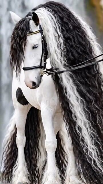 A Horse Like No Other #pets #birds #animallovers #wildlife #fyp #foryou #viral #video #freetalk