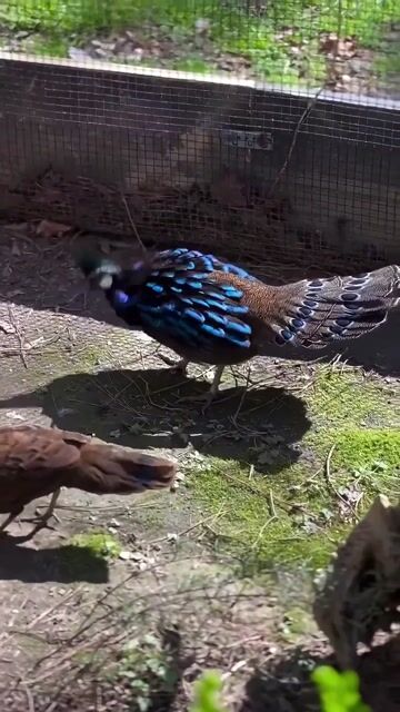 Mr _ Mrs Palawan Peacock-Pheasant 💙💜🤎 _Polyplectronnapoleonis__PalawanPeacockPheasant _PheasantsOfInstagram _hotoffthenest 
 #pets #birds #animallo