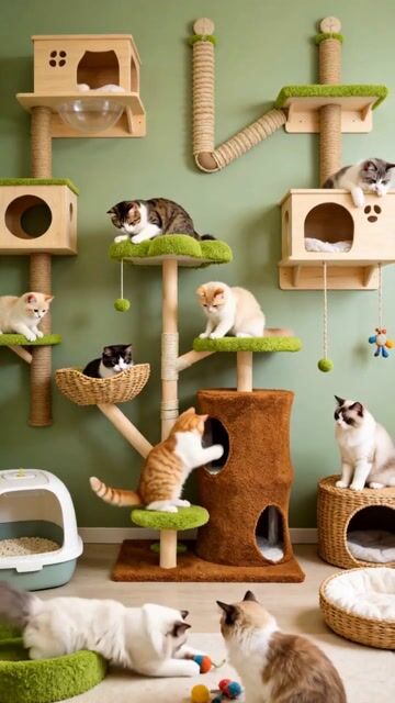 Too Many Cute Cats in One Place! 🐱❤️This Cat Paradise Is Incredible! 😍
 #pets #birds #animallovers #wildlife #freetalk