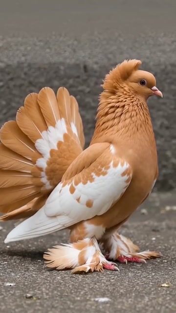 Hum tumhe ye batane aaye hai 🥰🕊️🕊️__osafkhan _kabutar _Kabootar _reels #pets #birds #animallovers #wildlife #fyp #foryou #viral #freetalk