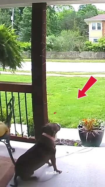 He Thought He Was In Trouble 😭 #shorts #funny #dog