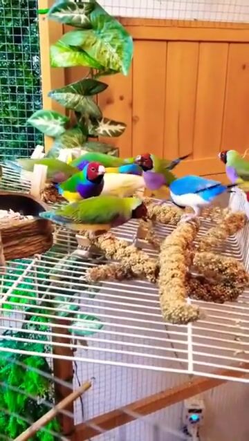 Does it get any better_ --
 #pets #birds #animallovers #wildlife #fyp #foryou #freetalk