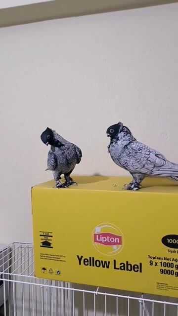 Klasik _yerli _boğma _hünkari _öne çıkar #pets #birds #animallovers #wildlife #fyp #foryou #freetalk