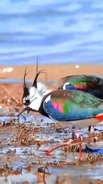 Nature_s Dancers_nature 
 #pets #birds #animallovers #wildlife #fyp #foryou #viral #freetalk