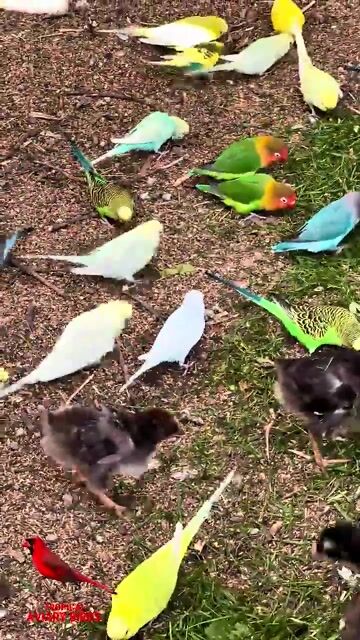 Budgies_ lovebirds_ and chickens _chicken _birds _pets _birdkeeping 
 #pets #birds #animallovers #wildlife #fyp #foryou #viral #freetalk
