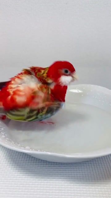 Rosella parrot bath #pets #birds #animallovers #fyp #trend #viral #freetalk @queenagerrrr @debellabella77 @thatgirlgemini