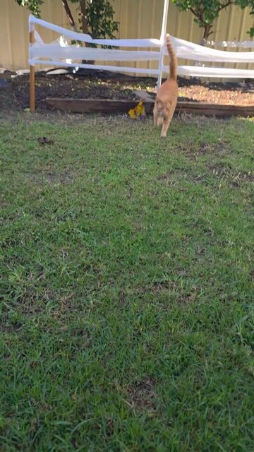 My little Cat