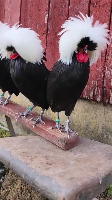 Happy these roosters were not ready to run 😅 _rooster _farm _animalplanet _chickens _birdsonearth
 #pets #birds #animallovers #wildlife #fyp #foryou 