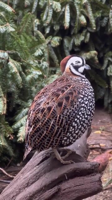 The most handsome little Mr Mearns 🖤🤍🤎 This guy hatched in 2023 _ has his full mature plumage _MonteTheMontezumaQuail _MearnsQuail _QuailOfInstagra