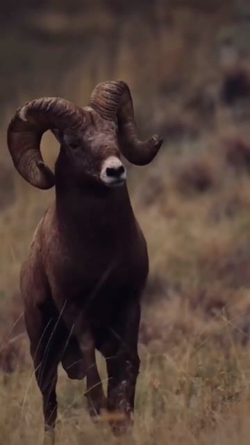 Mountain Rams: A Powerful Clash in the Wild
 #pets #birds #animallovers #wildlife #fyp #foryou #freetalk