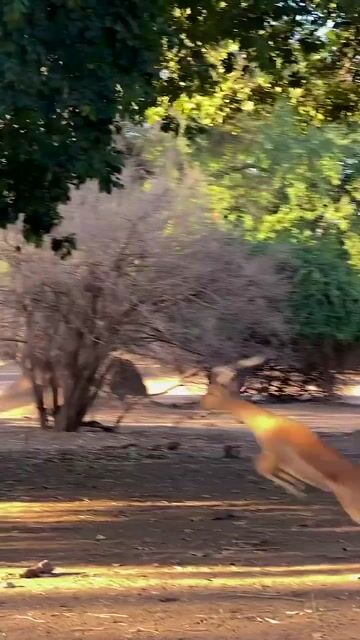 nature ❤️ 
 #pets #birds #animallovers #wildlife #fyp #foryou #viral #freetalk