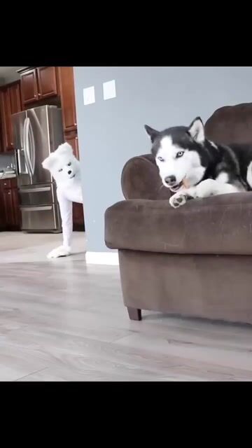 Husky Pranked By Wolf Mask! #shorts
