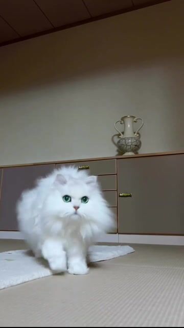 Now it's time to play tonight 😺❤️_・_・_・__ Catstagram _cutepetsclub _kittycat _cat lover _ #pets #birds #animallovers #wildlife #fyp #foryou #viral #f