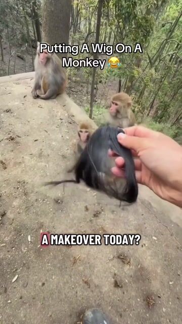 Putting A Wig On A Monkey 😂 #animalshorts #funnyshorts #shortsfeed