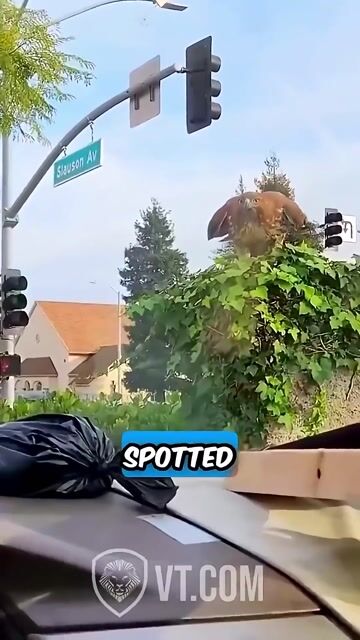 Hawk Tries to Eat a Kitten! 🦅🐈