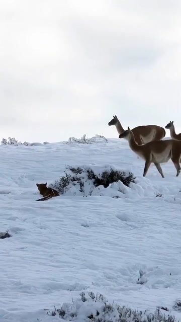 A deadly chase across the mountains. 🐆🦙 A puma silently stalks a wild guanaco_ waiting for the perfect moment to launch its attack. In the rugged wi