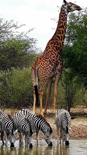 Wild Zebras Drinking at Waterhole as Giraffe Browses Leaves
 #pets #birds #animallovers #fyp #foryou #freetalk