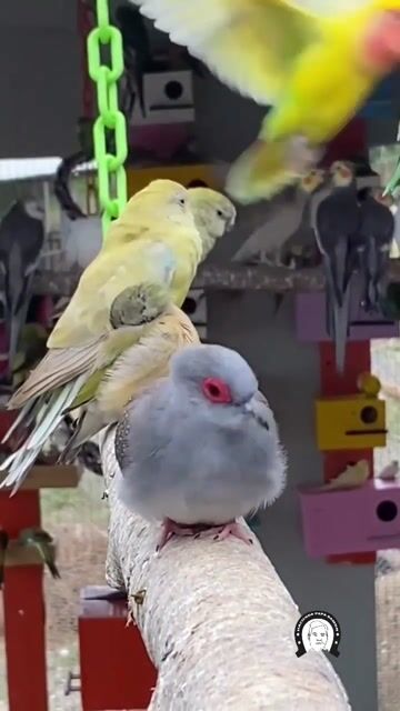 Would you walk inside our aviary_ _bird _aviary _parrotlover _dominicanrepublic _farm
 #pets #birds #animallovers #wildlife #fyp #foryou #viral #freet