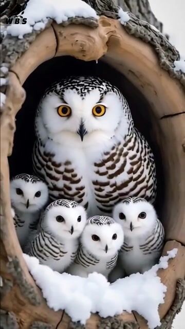 Snowy Owl guarding her owlets in the frozen wild _ strength wrapped in softness ❄️🦉 _._._._._._._.__SnowyOwl _Owls _BirdMother _Birds _BirdWatching #