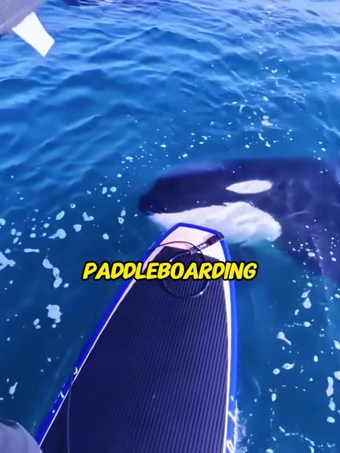Orca Trapped Me! The Heartbreaking Reason She Pushed My Board to Shore...#orcarescue #animalhero